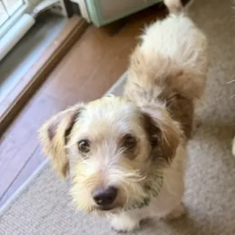 Murphy, Terrier, Jack Russell