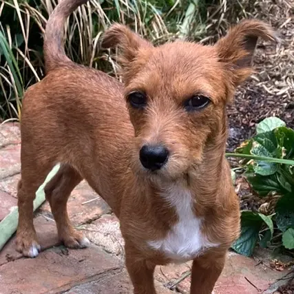 REN, Chihuahua