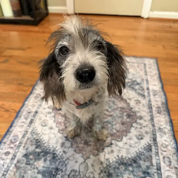 Gracie, Terrier, Jack Russell