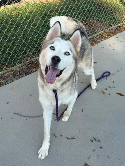 Lady, Siberian Husky
