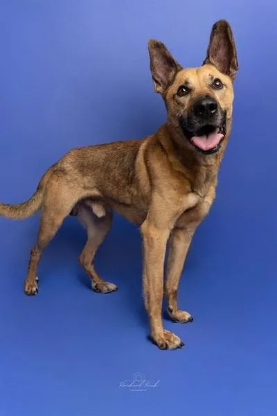 Zeke, German Shepherd Dog