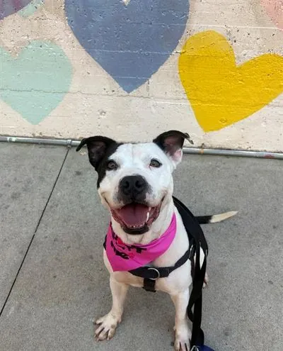 Cookie, American Pit Bull Terrier