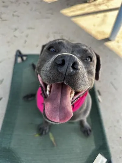 Eyway, Pit Bull Terrier