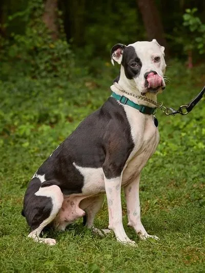 Pongo, Pit Bull Terrier