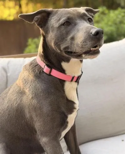 MYA, Pit Bull Terrier