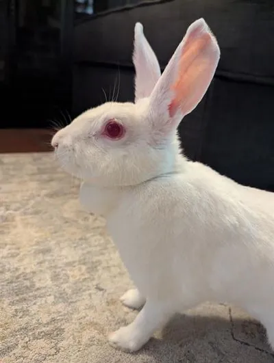 Tooxi, Shorthaired Rabbit