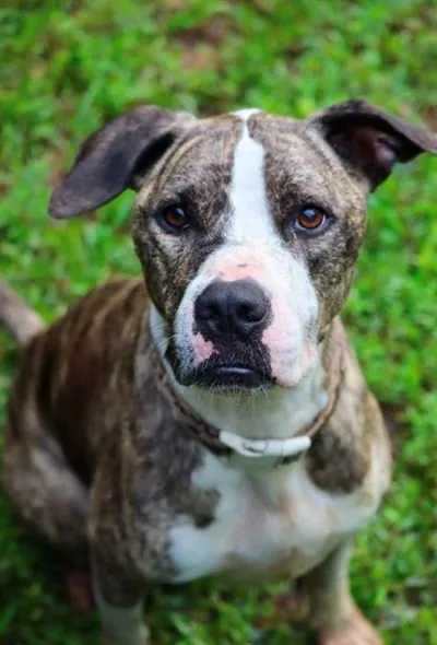 Jelly, Boxer mix