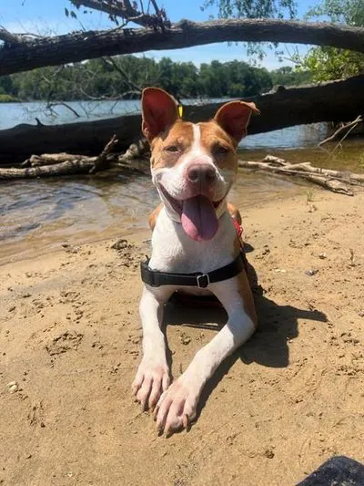 Star, Pit Bull Terrier