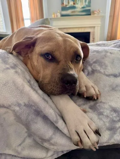 Lucy, Pit Bull Terrier