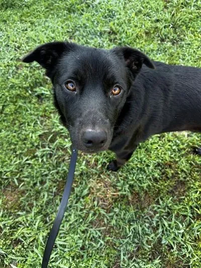 Seth, one of the Labrador retrievers waiting in North Carolina