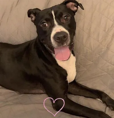 Sophie Bikes, Pit Bull Terrier