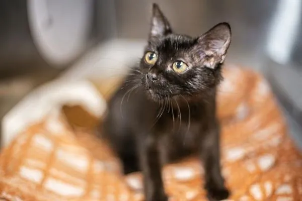 Foxtrot, Domestic Longhair