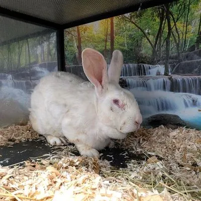 Andy, Shorthaired Rabbit