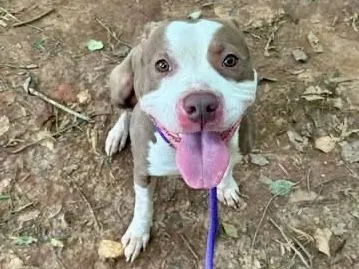 Clooney, Pit Bull Terrier