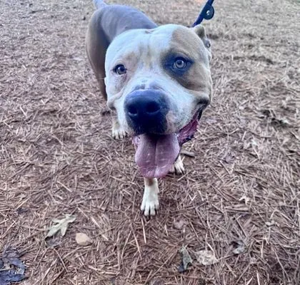 Horace, Pit Bull Terrier