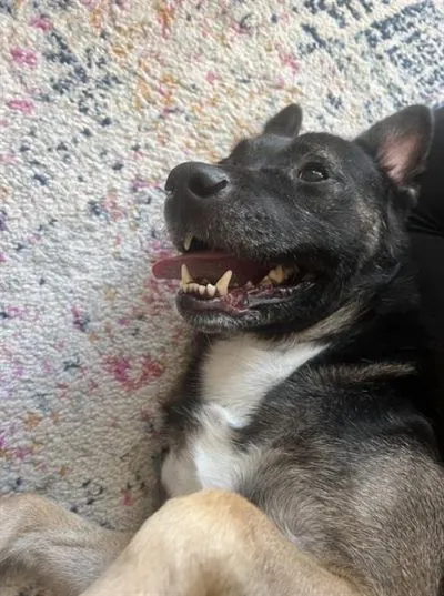 Cash, German Shepherd Dog