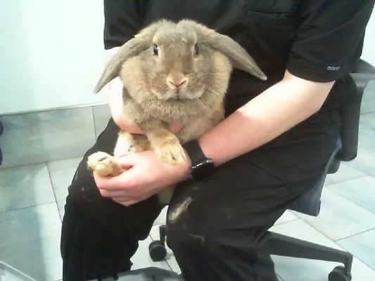 Videlle, Shorthaired Rabbit