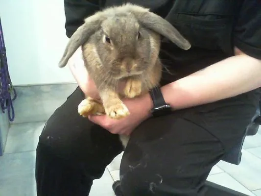 Chichi, Shorthaired Rabbit
