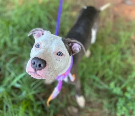 Martie Mae, Pit Bull Terrier