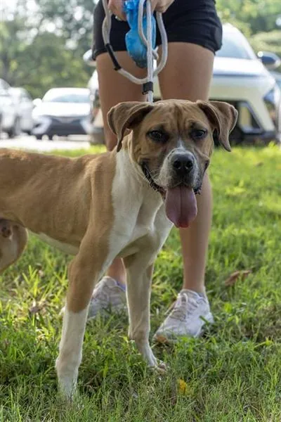 Harry Pawter, Boxer