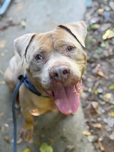 Fabrizio, Pit Bull Terrier mix