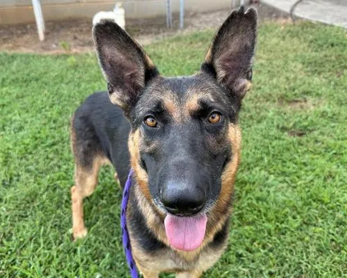 Orion, German Shepherd Dog