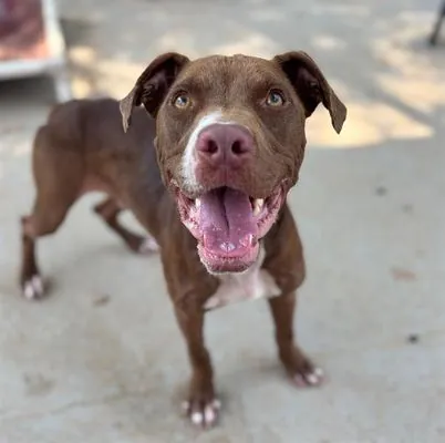 Peanut, Pit Bull Terrier