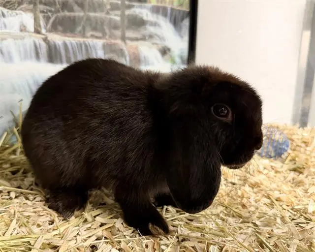 Evie, Shorthaired Rabbit