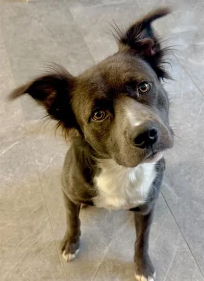 Loki, Pit Bull Terrier and Border Collie