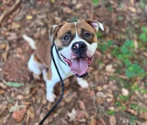 Mufasa, American Bulldog mix