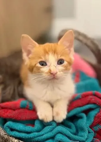 Cassian, Domestic Shorthair