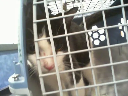Philly, Domestic Shorthair