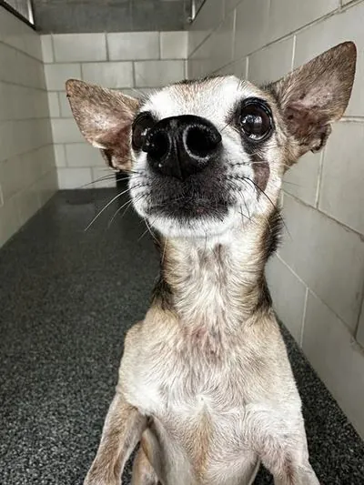 Bernie, Chihuahua - Smooth Coated