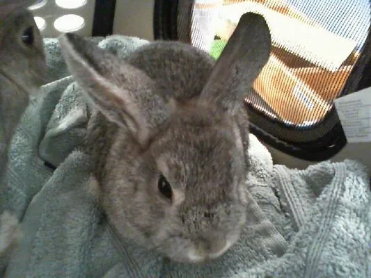 No name yet, Shorthaired Rabbit