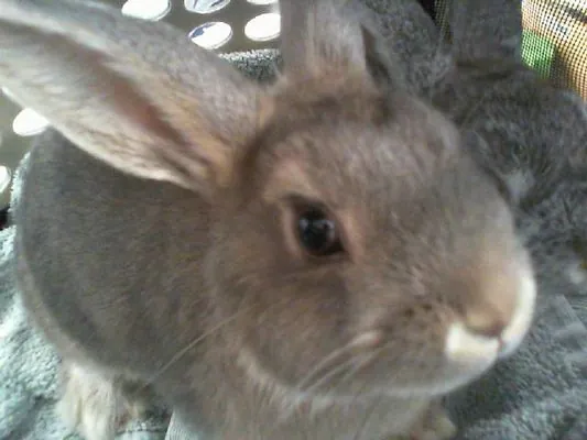 No name yet, Shorthaired Rabbit