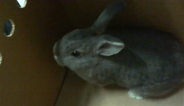 No name yet, Shorthaired Rabbit