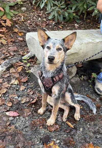 Flint, Australian Cattle Dog