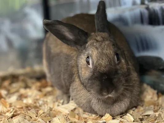 Twix, Shorthaired Rabbit