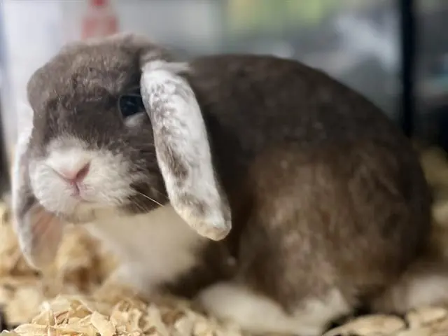 Miguel, Shorthaired Rabbit