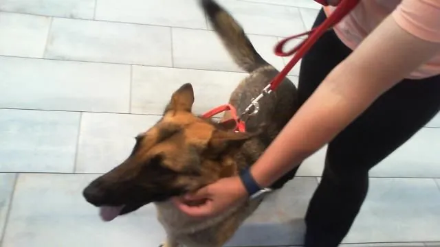 Ella, German Shepherd Dog