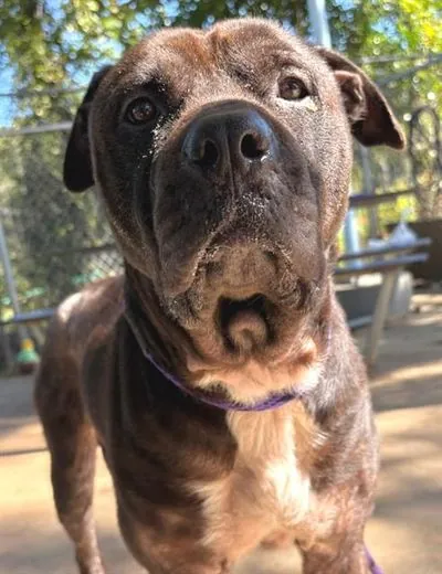 Sheeba, Rottweiler mix
