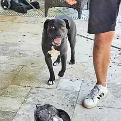 Kobe, American Bulldog American Pit Bull Terrier mix