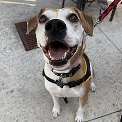 Celeste, Boxer Hound (Unknown Type) mix