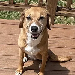 Mae, Beagle mix