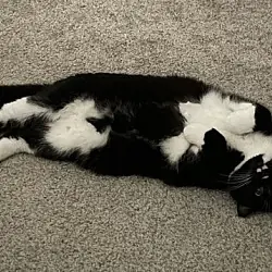Olive, Domestic Mediumhair