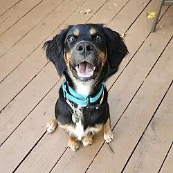 Maggie, Spaniel (Unknown Type) Golden Retriever mix