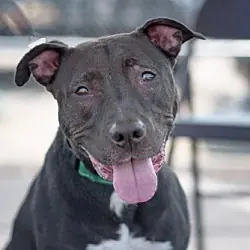 Lilo, American Staffordshire Terrier Labrador Retriever mix