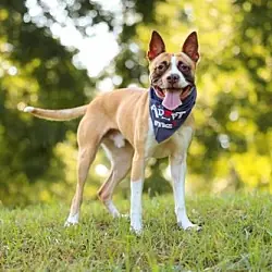 Bean, American Staffordshire Terrier Shepherd (Unknown Type) mix