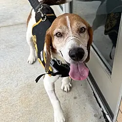 Hank, Beagle Basset Hound mix