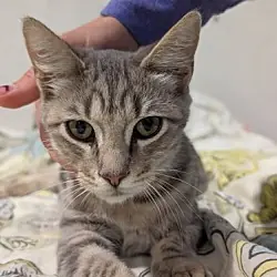 Sterling, Domestic Shorthair